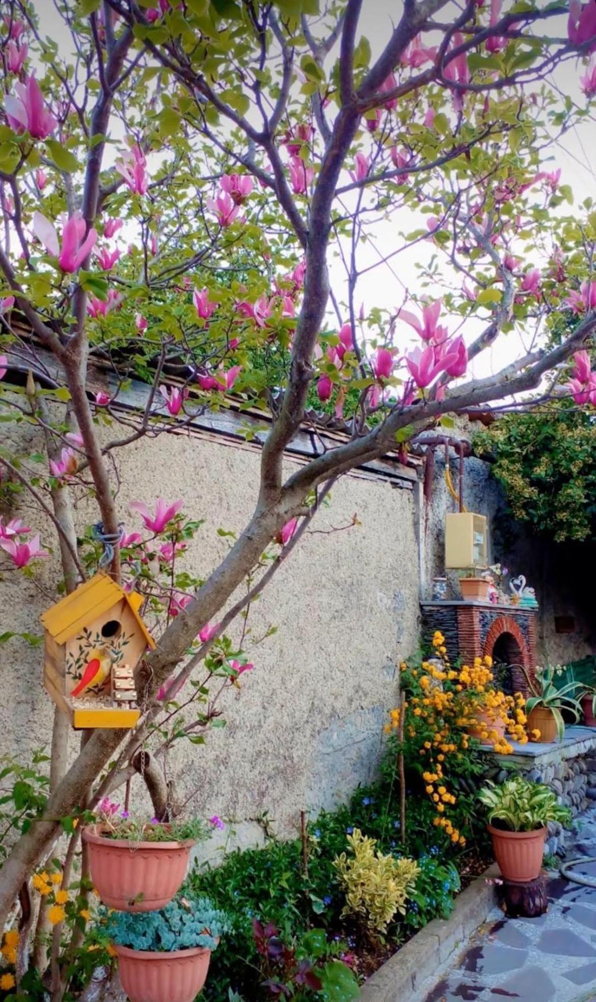 Guesthouse Giorgi 泰拉维 外观 照片
