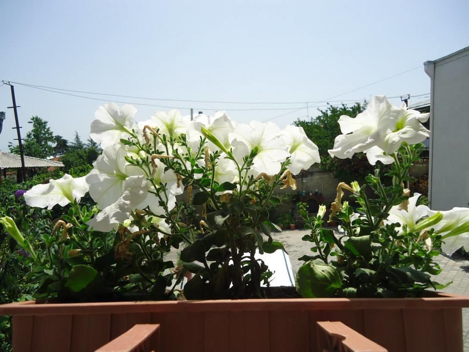 Guesthouse Giorgi 泰拉维 外观 照片